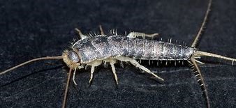 Silverfish Removal Spray - Image 2